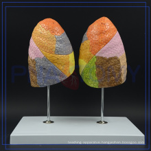 PNT-0474 hot sale respiratory system lung model for sale